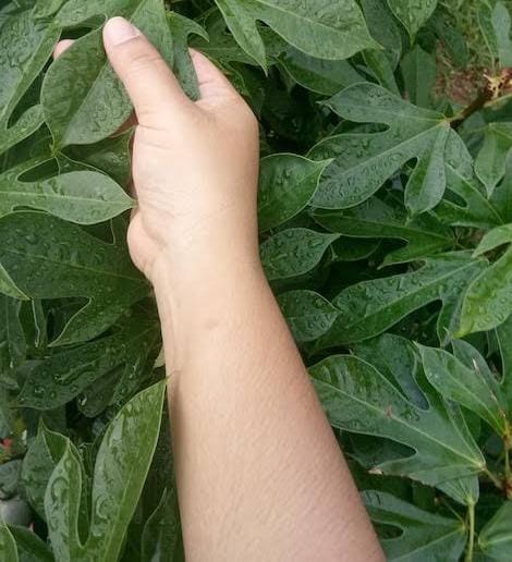PM é acionada após  mulher usar facão para cortar plantas da sogra e gera confusão na zona rural de Conceição do Coité