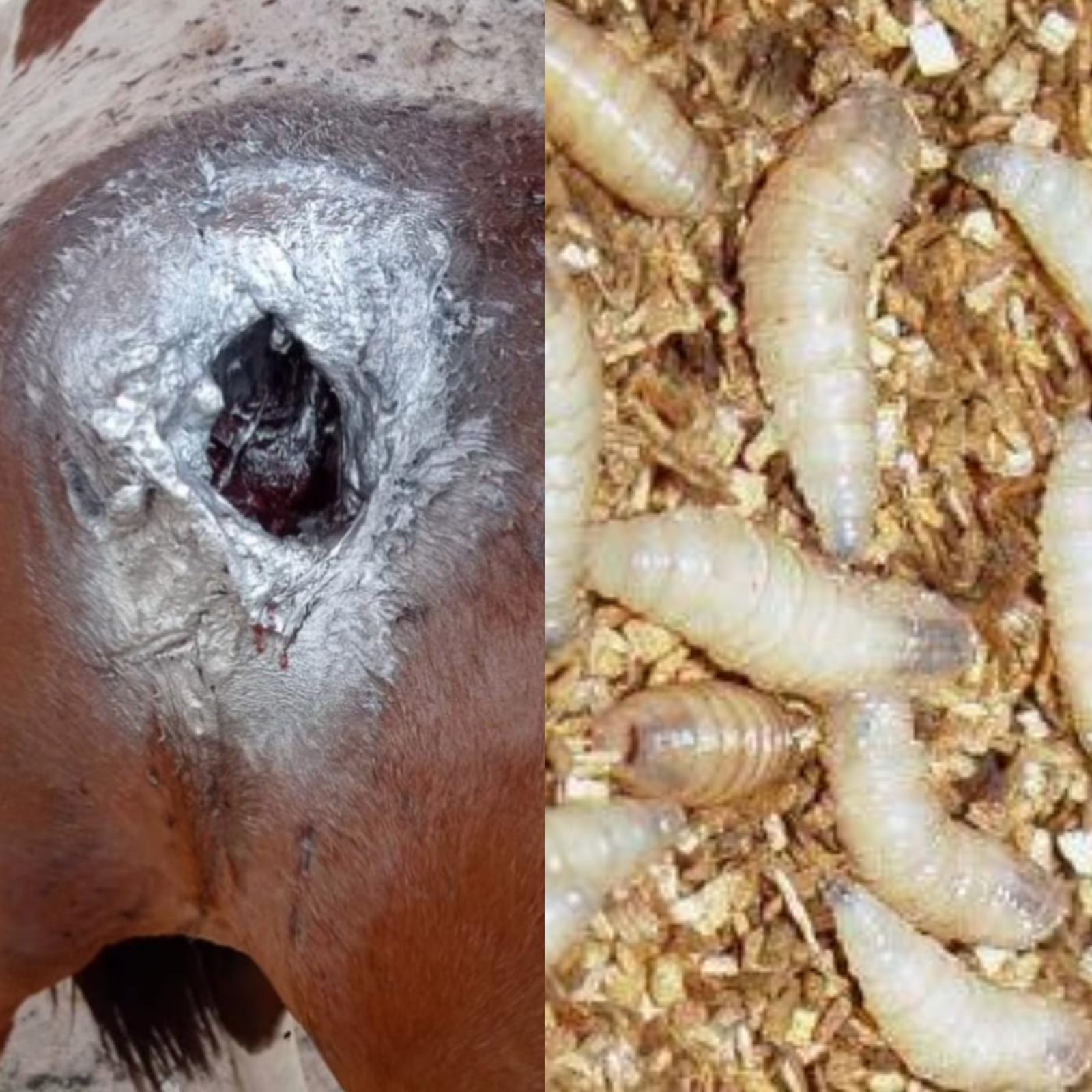 Coité: Cavalo não foi baleado, aponta veterinário; ferimento pode ser causado por infestação de larvas de moscas