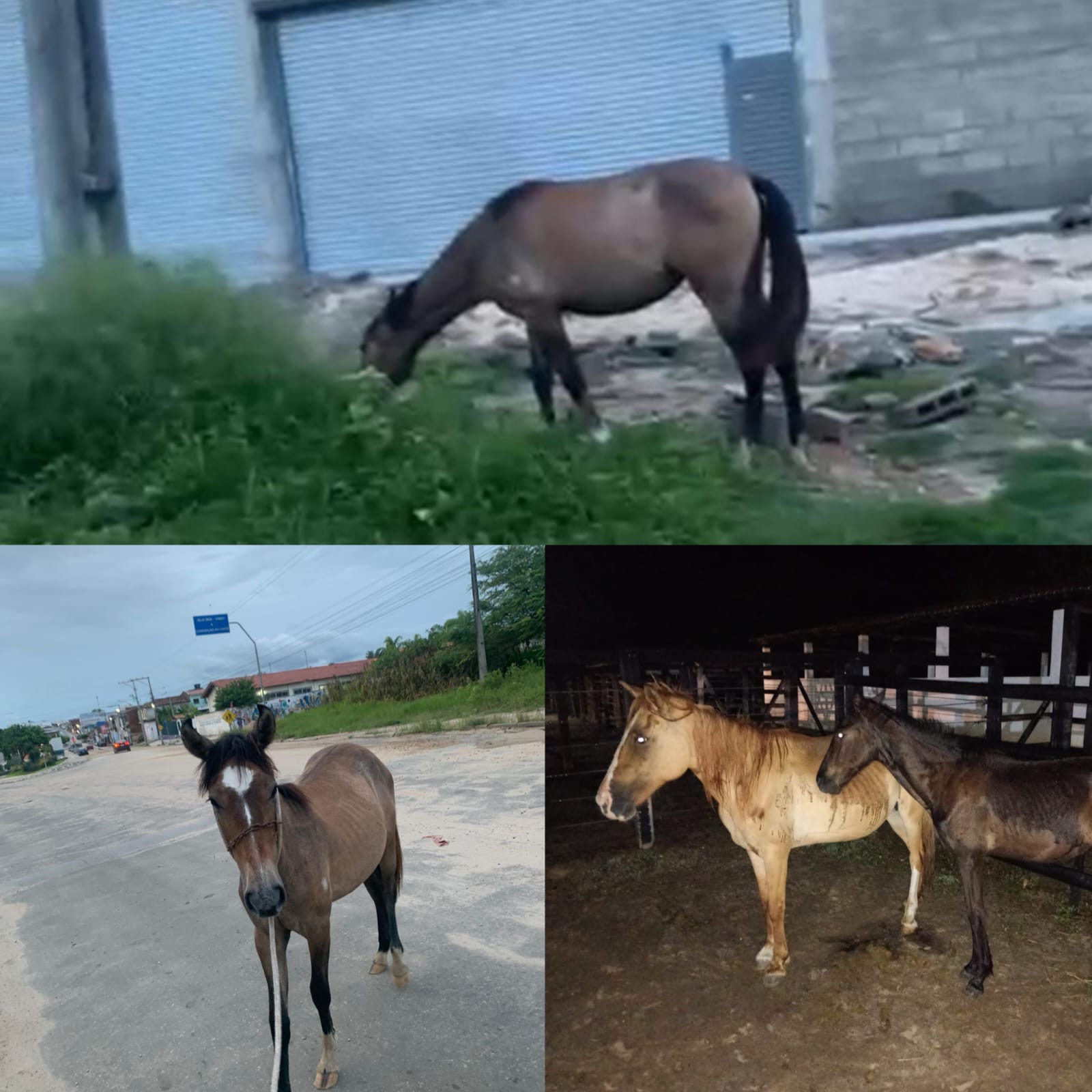 Mesmo com registros de acidentes e mortes em Conceição do Coité, proprietários continuam deixando animais soltos e GCM reforça fiscalização