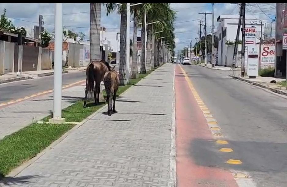 Absurdo! Em menos de 72 horas, GCM apreendeu 11 animais soltos em vias movimentadas de Conceição do Coité; situação já causou acidentes graves