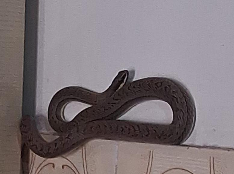 Serpente é encontrada dentro de armário de cozinha em residência no centro de Conceição do Coité