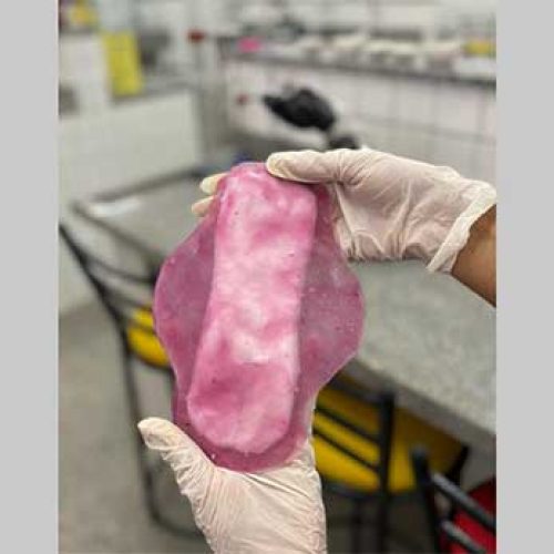 Absorvente biodegradável desenvolvido por estudantes de Araci usa folhas de amoreira para aliviar cólicas menstruais