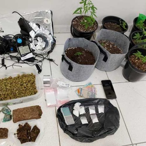Jovem é preso em Serrinha com pés de maconha, estufa em casa e 1 kg da droga pronta para consumo