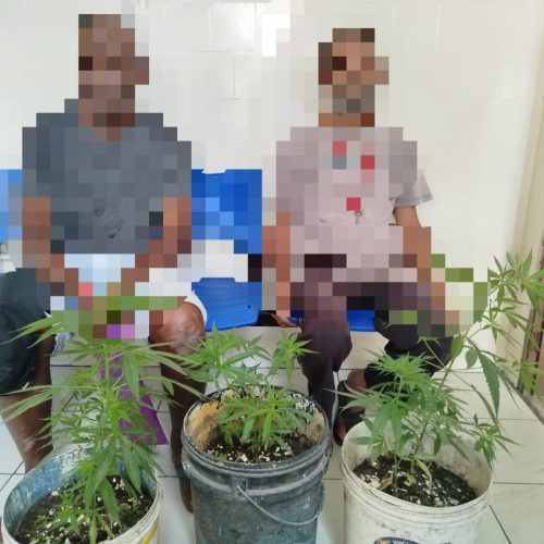 Dois idosos são presos com pés de maconha no bairro Jaqueira em Conceição do Coité