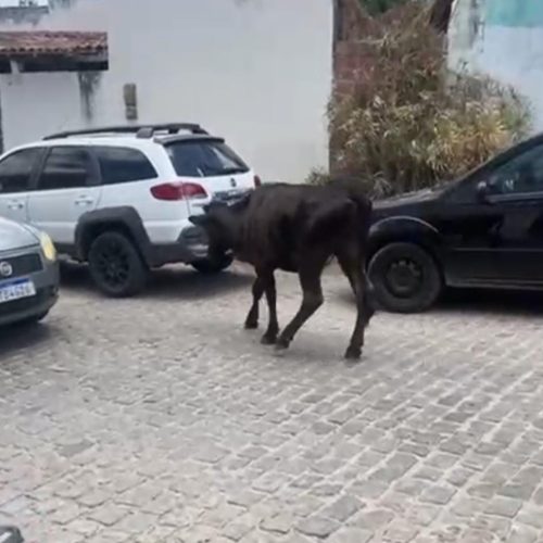 Vídeo: Animal quase provoca acidente no bairro da Quadra em Conceição do Coité;  prefeito endurece regras aos tutores e  penalidades podem ultrapassar R$ 10 mil