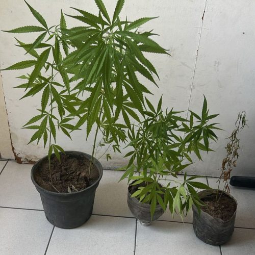Polícia conduz homem à delegacia após encontrar pés de maconha na residência no bairro Cidade Jardim em Conceição do Coité