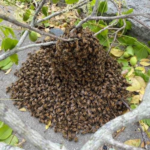 Com risco de acidentes, Águia Resgate remove enxame de abelhas próximo a rodoviária de Conceição do Coité