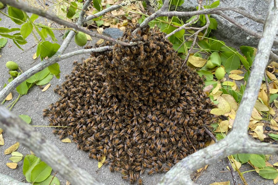 Com risco de acidentes,  Águia Resgate remove enxame de abelhas próximo a rodoviária de Conceição do Coité