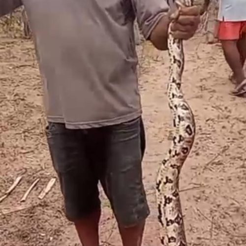 Vídeo: Cobra de aproximadamente 3 metros é resgatada na zona rural de Conceição do Coité
