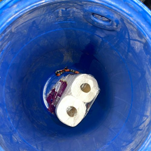 Mulher encontra cobra coral dentro de sacola com papel higiênico no bairro Sonho Meu em Conceição do Coité