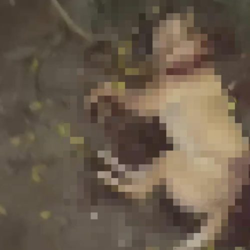Cachorro é morto com golpes de facão e autor é preso em flagrante na zona rural de Conceição do Coité