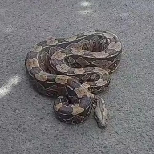 Vídeo: Três jiboias são resgatadas e devolvidas à natureza em povoado de Retirolândia
