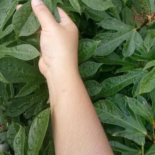PM é acionada após  mulher usar facão para cortar plantas da sogra e gera confusão na zona rural de Conceição do Coité