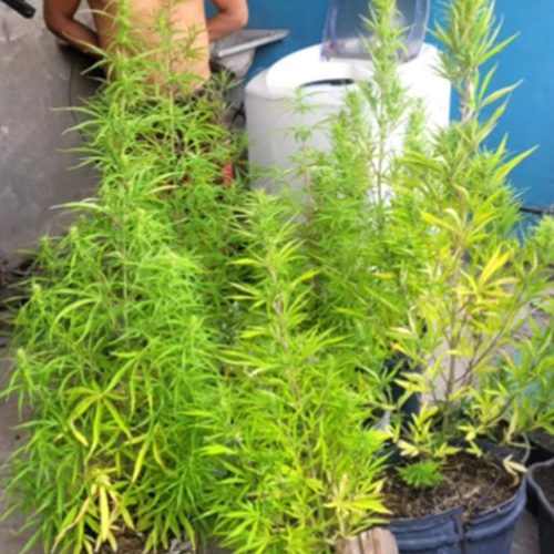 Coité: Após ser flagrado com pés de maconha em casa, juiz ‘relaxa’ prisão de pedreiro e aponta ilegalidade no flagrante; entenda a decisão