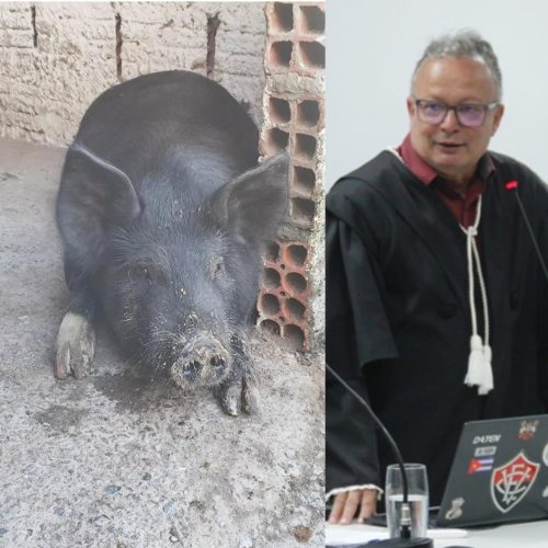 Homem tem flagrante anulado e acaba virando “parteiro dos porcos” de juiz em Conceição do Coité. Entenda!