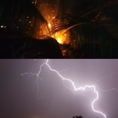 Coqueiro pega fogo em quintal de residência após ser atingido por raio no bairro Casas Populares em Conceição do Coité; descargas podem chegar a 30 mil graus. Confira orientações de segurança!