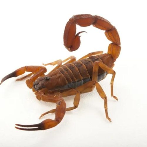 Adolescente é socorrido pelo Águia Resgate após ser picado por escorpião no bairro dos Barreiros em Conceição do Coité