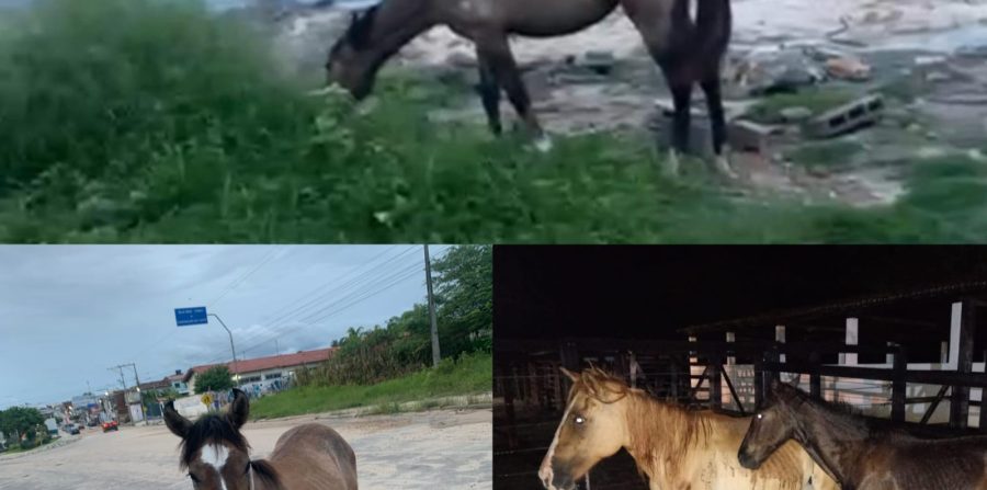 Mesmo com registros de acidentes e mortes em Conceição do Coité, proprietários continuam deixando animais soltos e GCM reforça fiscalização