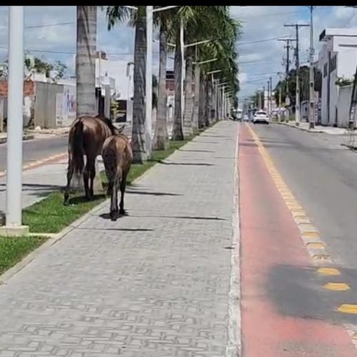 Absurdo! Em menos de 72 horas, GCM apreendeu 11 animais soltos em vias movimentadas de Conceição do Coité; situação já causou acidentes graves