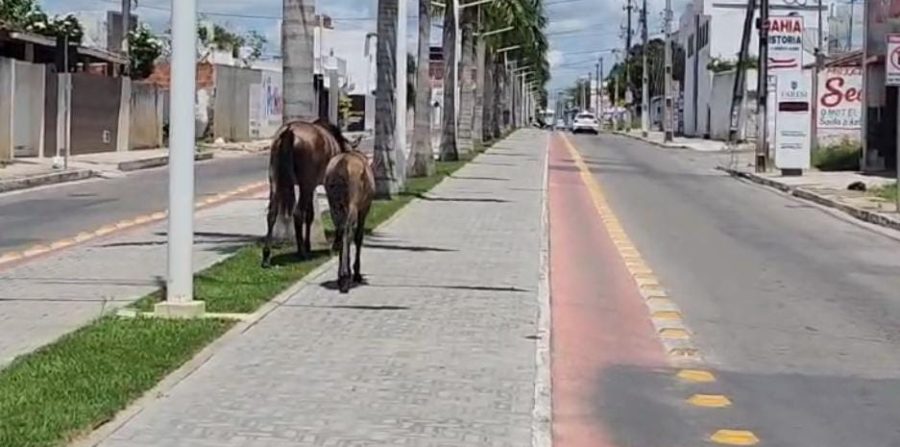 Absurdo! Em menos de 72 horas, GCM apreendeu 11 animais soltos em vias movimentadas de Conceição do Coité; situação já causou acidentes graves