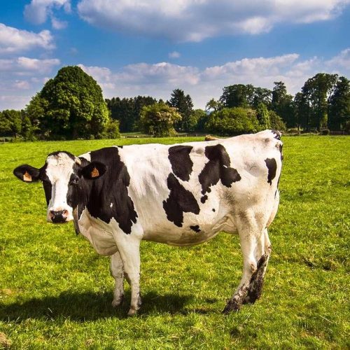 Homem é atingido por coice após manter relação sexual com uma vaca na zona rural de Conceição do Coité; ato pode configurar crime ambiental