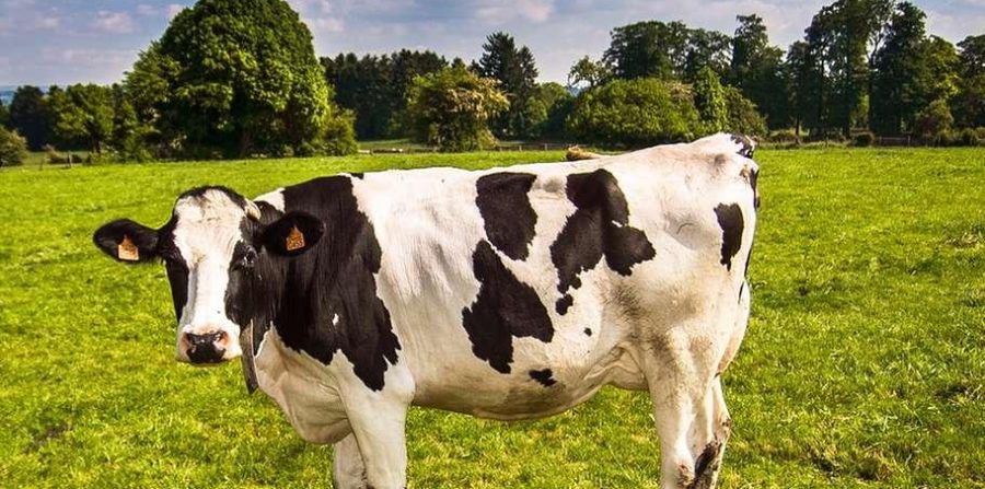 Homem é atingido por coice após manter relação sexual com uma vaca na zona rural de Conceição do Coité; ato pode configurar crime ambiental