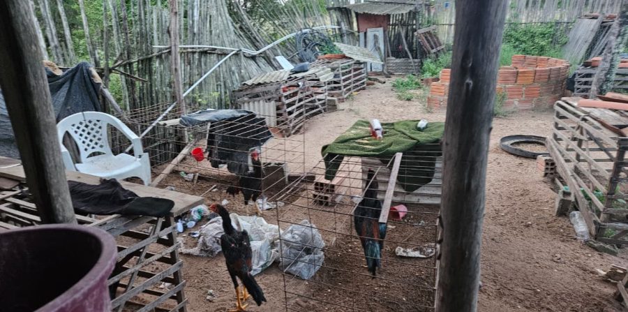 PM encontra droga e desarticula rinha com 25 galos no distrito de São João em Conceição do Coité