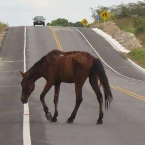 Idoso de 70 anos escapa sem ferimentos após colisão com animal na BA-120 em Conceição do Coité
