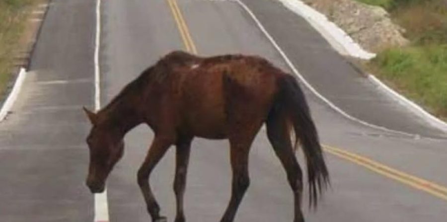 Idoso de 70 anos escapa sem ferimentos após colisão com animal na BA-120 em Conceição do Coité