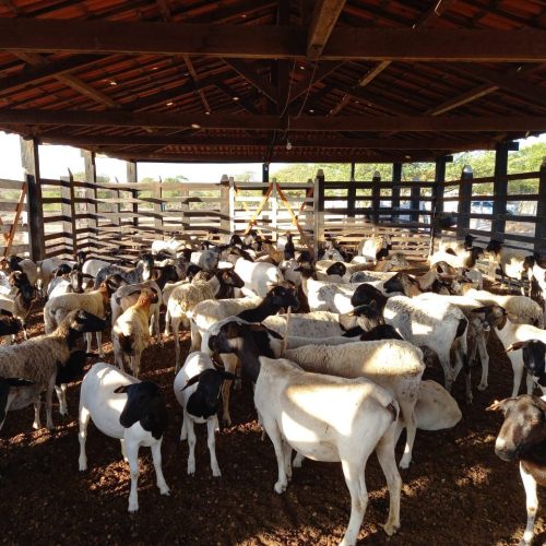 Homens encapuzados amarram, dopam trabalhadores e furtam 65 ovinos em fazenda de Candeal