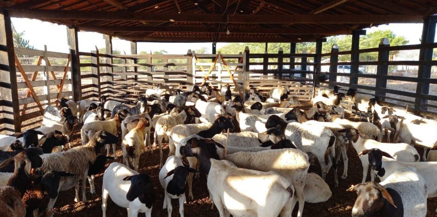 Homens encapuzados amarram, dopam trabalhadores e furtam 65 ovinos em fazenda de Candeal