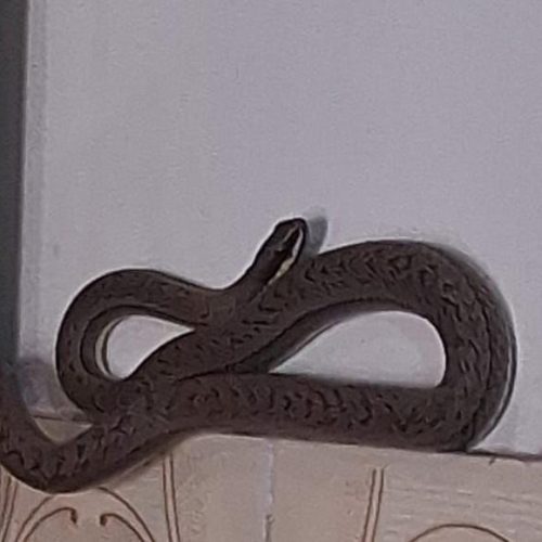 Serpente é encontrada dentro de armário de cozinha em residência no centro de Conceição do Coité
