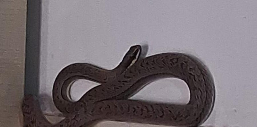 Serpente é encontrada dentro de armário de cozinha em residência no centro de Conceição do Coité
