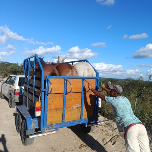 Três éguas são apreendidas pela GCM após denúncias da população em Conceição do Coité; motociclista colide levemente com um dos animais