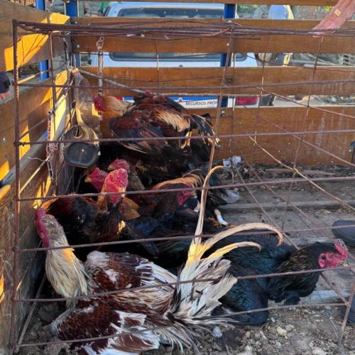 Ação conjunta entre PM, Polícia Civil e GCM resulta na apreensão de 72 aves, armas e desarticulação de suposta rinha de galo no distrito de São  João  em Conceição do Coité