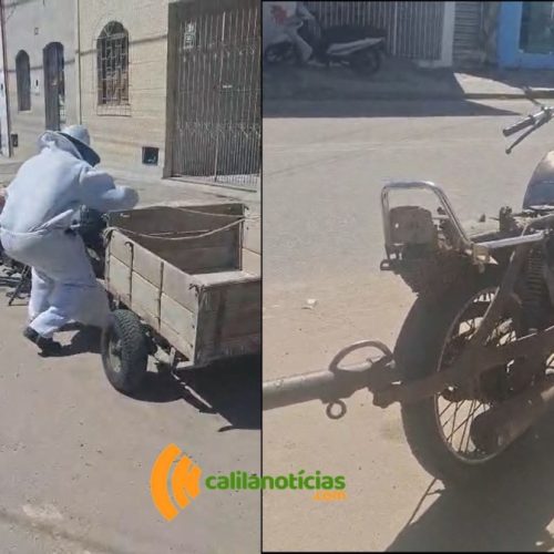 Com 60 casos em 20 dias, enxames de abelhas lideram atendimentos da Brigada Anjos Jacuipenses e preocupam a população; situação já causou mortes