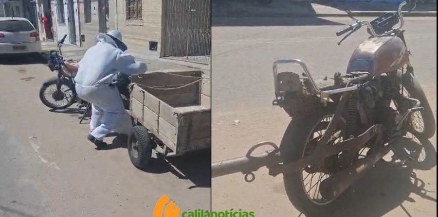 Com 60 casos em 20 dias, enxames de abelhas lideram atendimentos da Brigada Anjos Jacuipenses e preocupam a população; situação já causou mortes