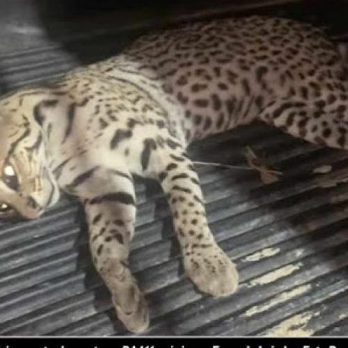 Comerciante encontra felino de médio porte morto na BA411 próximo a Fazenda Lajedo em Barrocas