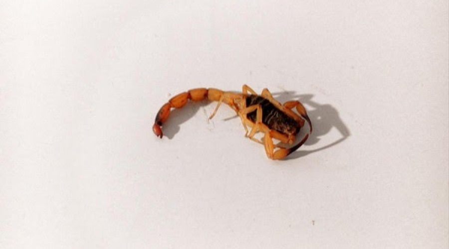 escorpiao-sorocaba