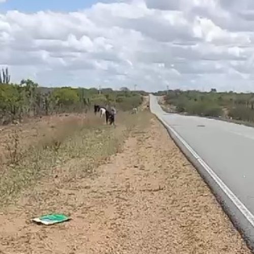 Animais continuam fazendo ‘pista de pasto’ na BA 120; trecho ocorre diversos acidentes