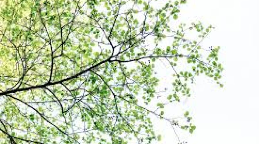 images - 2025-08-23T155433.231