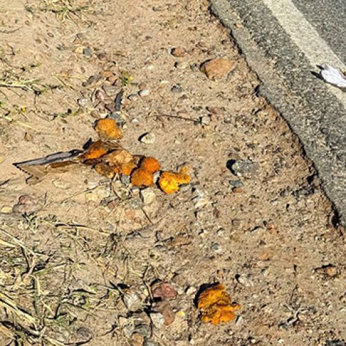 Homem fica ferido ao cair de moto na BA-120 em Santaluz; parente diz que ele comia coxinhas enquanto pilotava